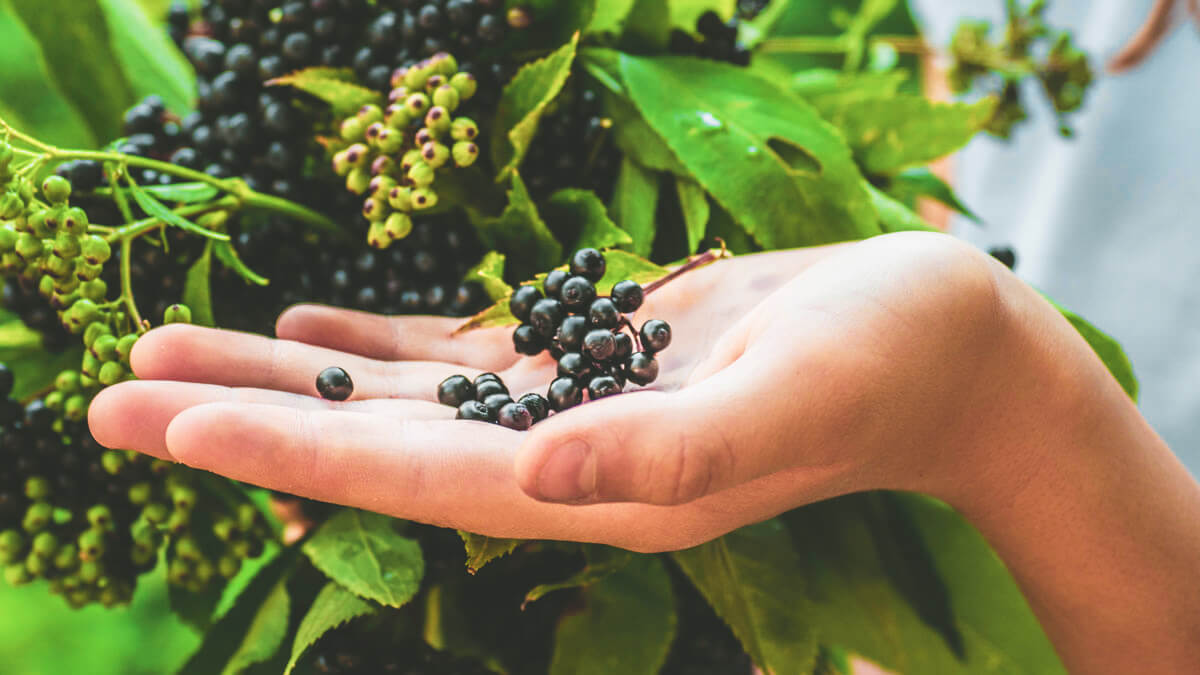 Can You Take Elderberry Daily? Sambucol USA